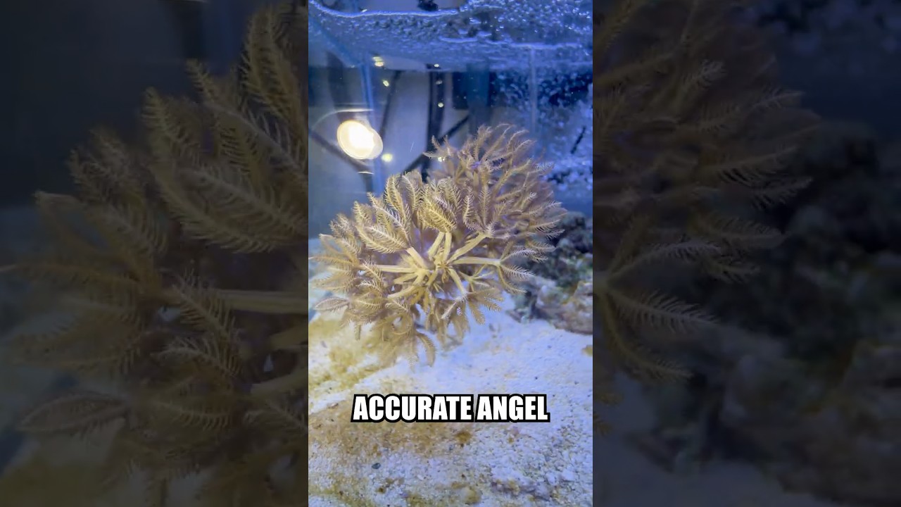 Czy koralowce anielskie są zgodne z Biblią? #fakty #ocean #biologia #zwierzętawodne #naukaomorze #korale #natura