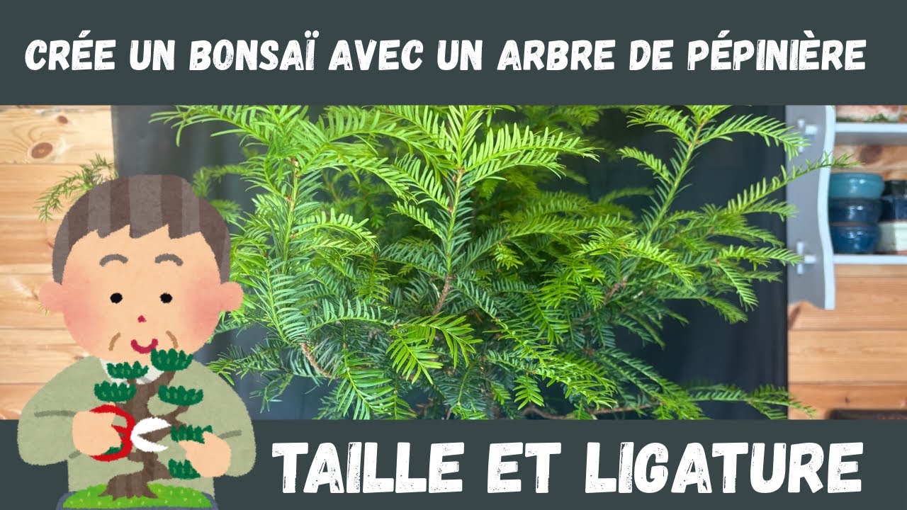 COMMENT CRÉER UN BONSAÏ AVEC UN ARBRE DE PÉPINIÈRE