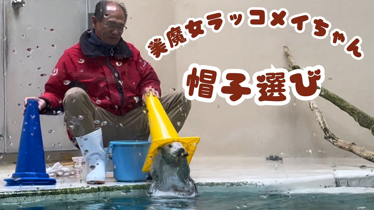 鳥羽水族館 美魔女ラッコメイちゃん帽子選び