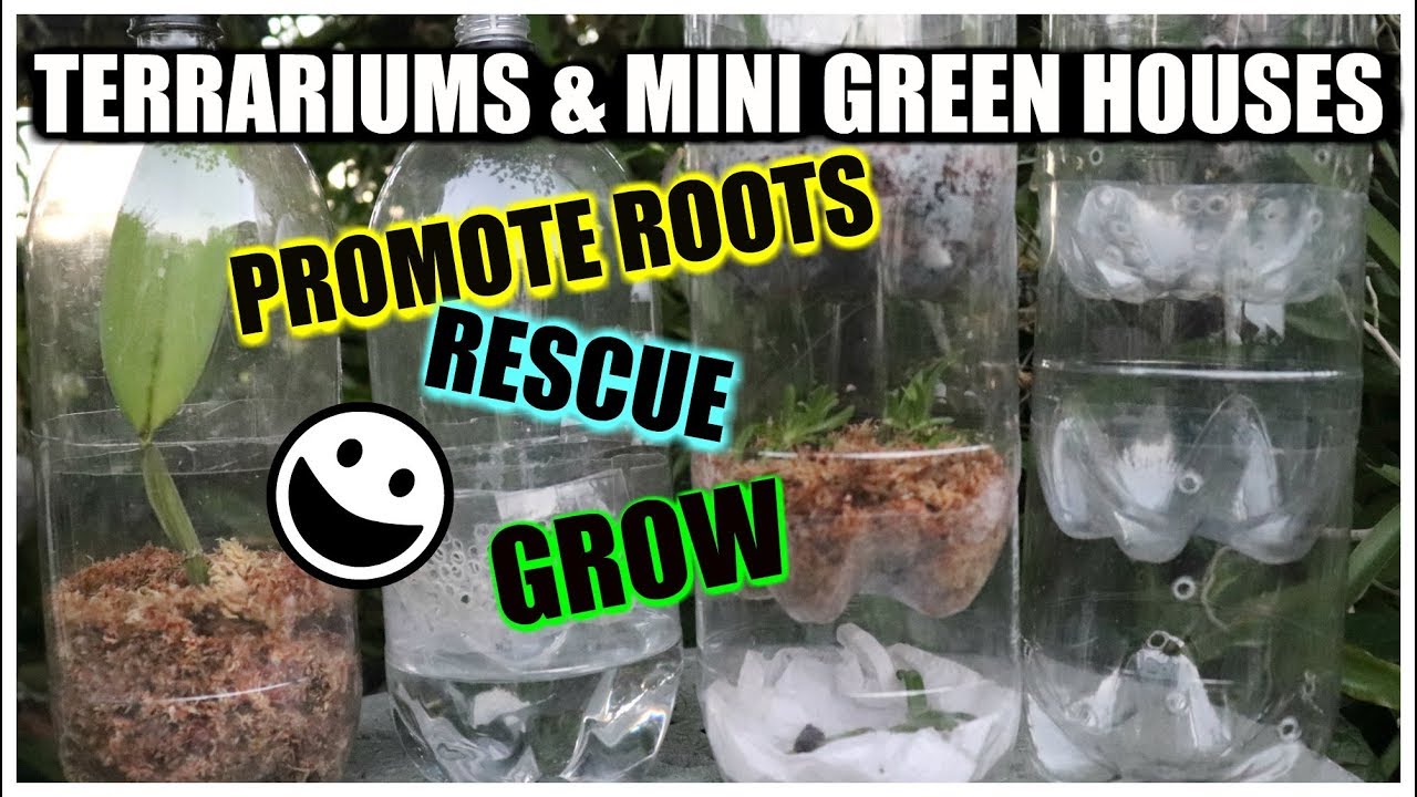 How to Make Orchid Terrariums & Mini Green Houses