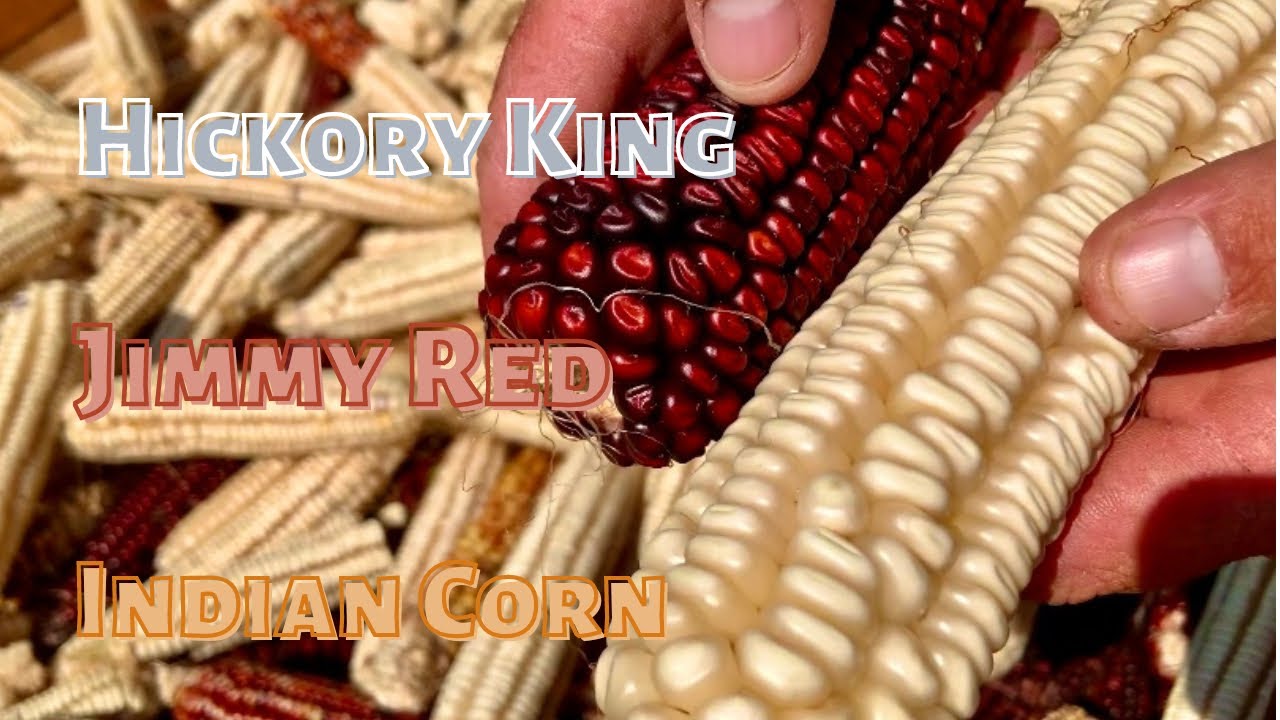 Field Corn Harvest - Sept 2022