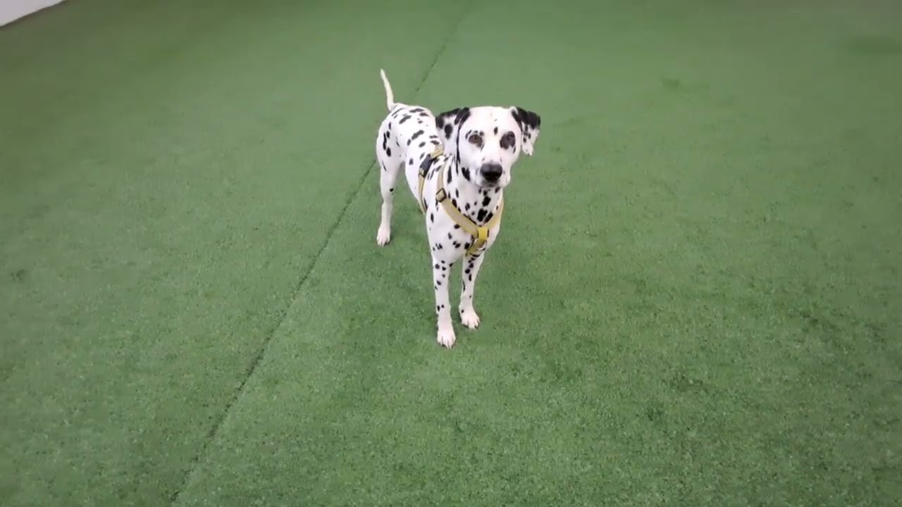 Training a Dog with Sygyt and Kargyraa