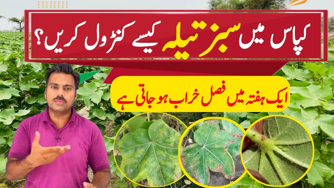How to control jassid in cotton crop | The best insecticide against cotton jassid |Abid Ali Agrarian