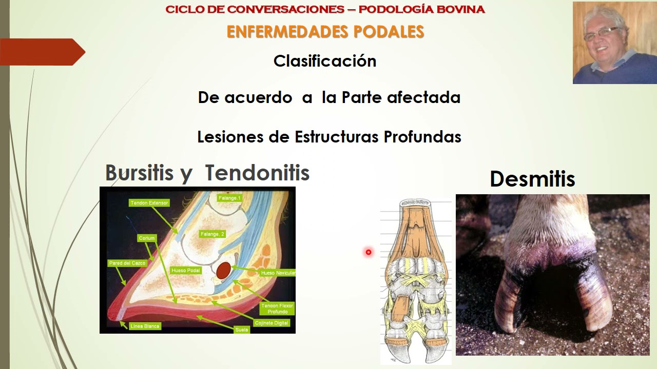 Cojeras y Enfermedades Podales en Bovinos Parte 5: Clasificación