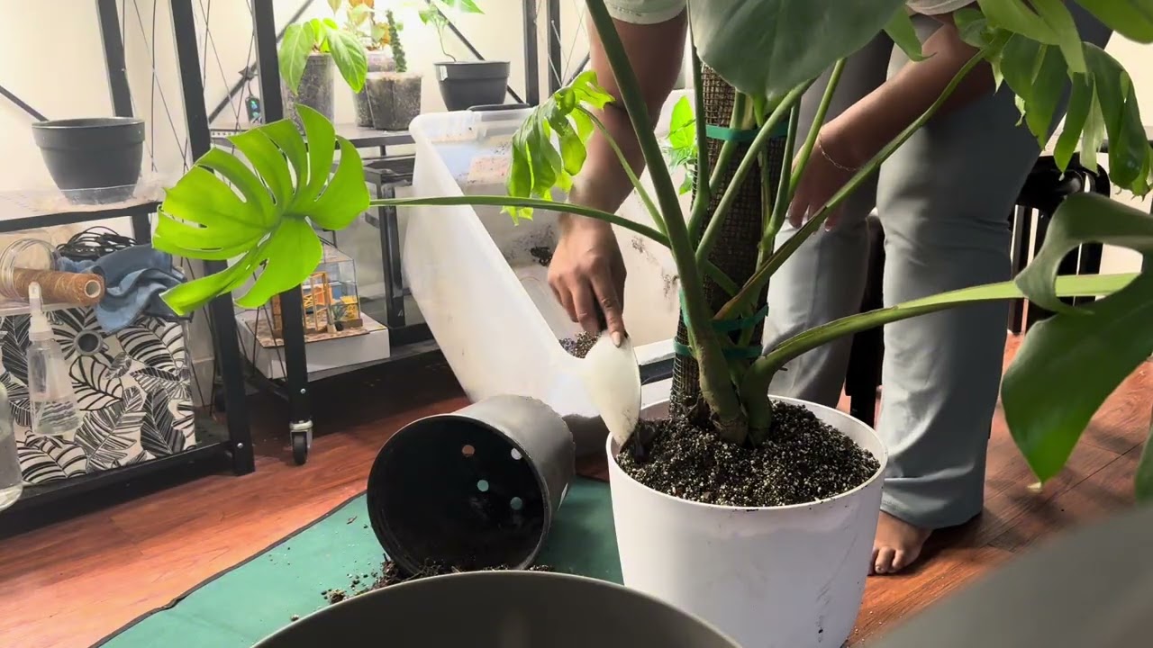 My Monstera deliciosa