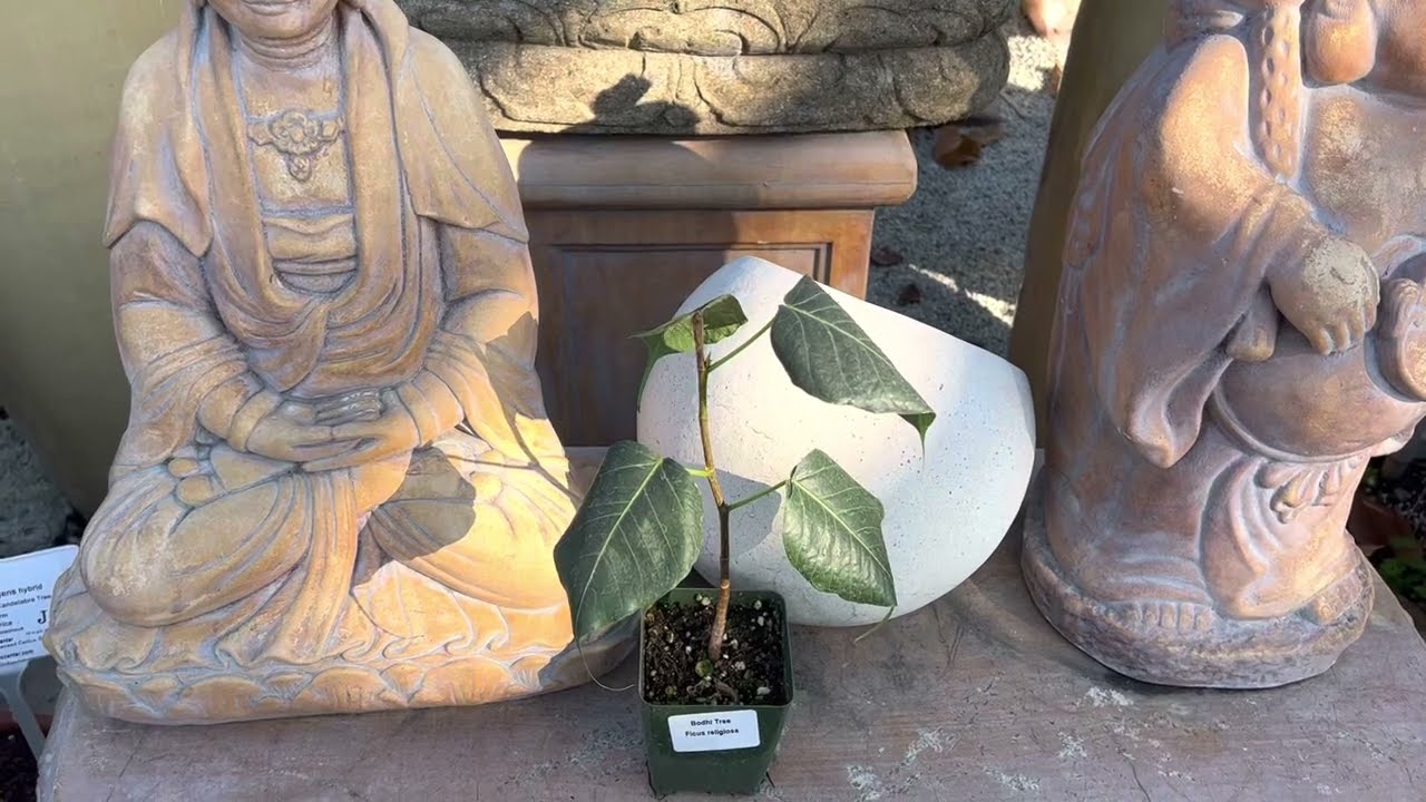 ☮️ 🌲 Ficus religiosa  