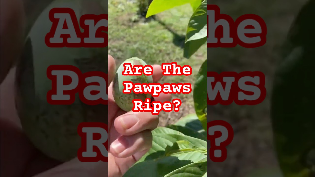 Are These Pawpaw Ripe #pawpaw #fruit #plants