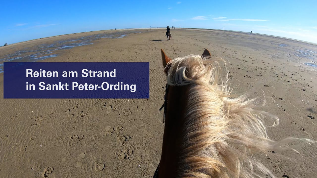 Galopp am Meer: M&ouml;glichkeiten f&uuml;r Reiter in St. Peter-Ording #strandritt #pferde #meer #ausritt
