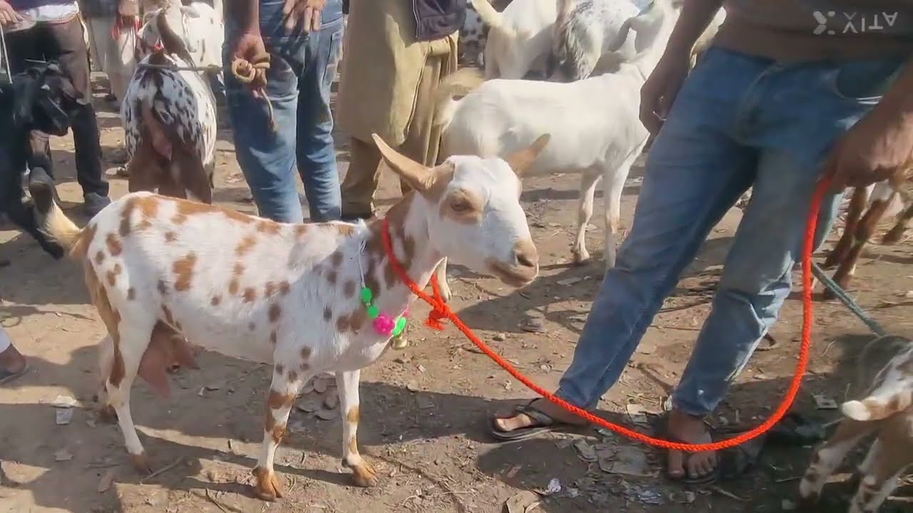 Taharpur bakaramandi Moradabad up ताहारपुर बकरा मंडी मुरादाबाद यूपी क्या रहा आज का रेट 