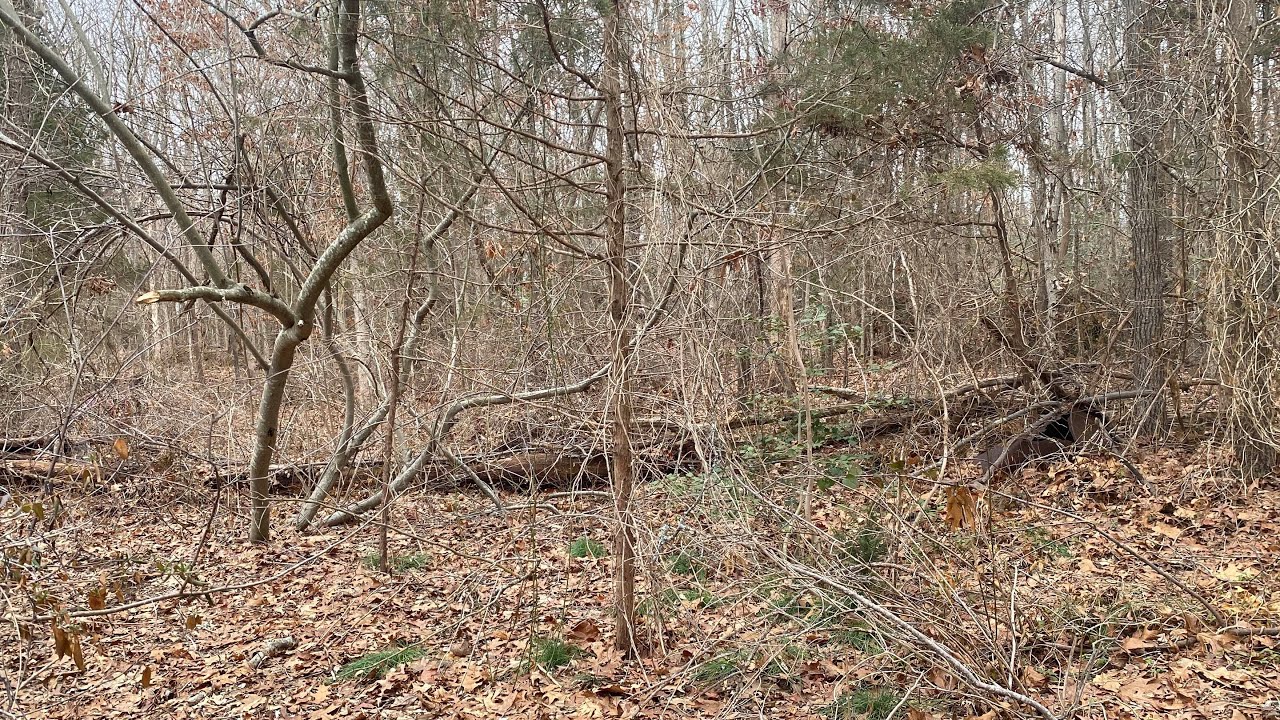 Pt 1: I’m Collecting my Home Run Baseballs around the woods 🪵 2/19/26