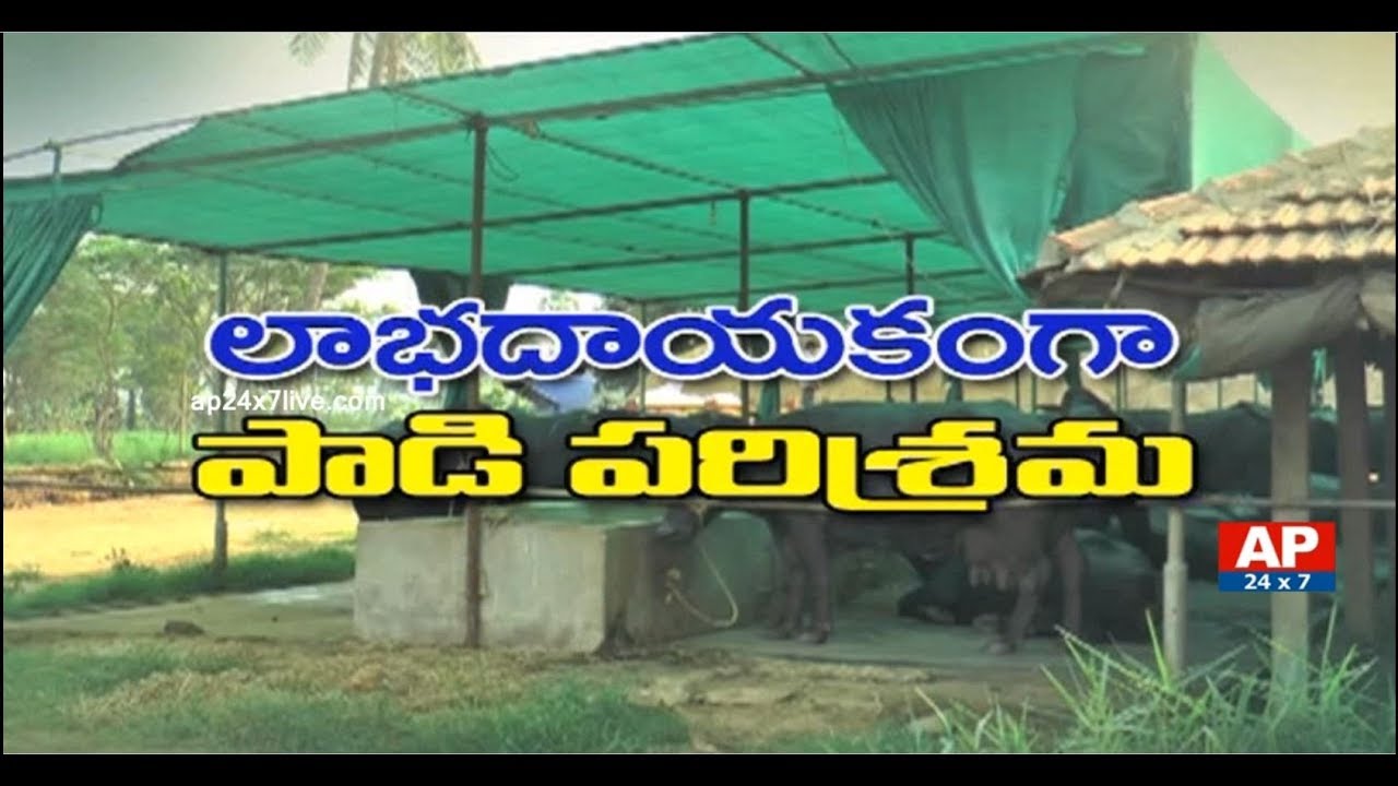 Success Story of Murrah Buffalo Dairy Farming by Marni Gaja Raju | Rythu Ratham | AP24x7
