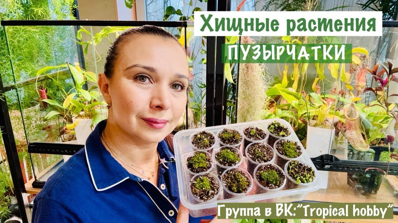 Пересадка. Хищные растения. Новые пузырчатки🌱