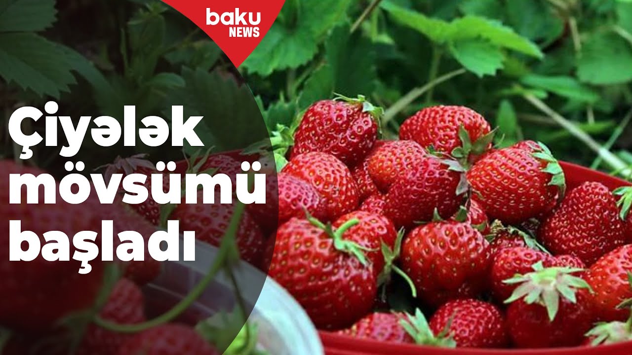 Cəlilabadda çiyələk mövsümü başlayıb - Baku TV