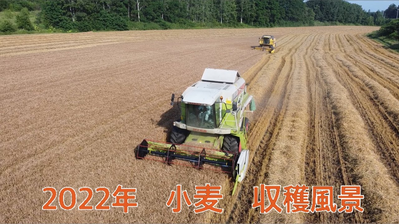 2022年　北海道美幌町　小麦の収穫風景　コンバイン2台で73haの小麦を収穫