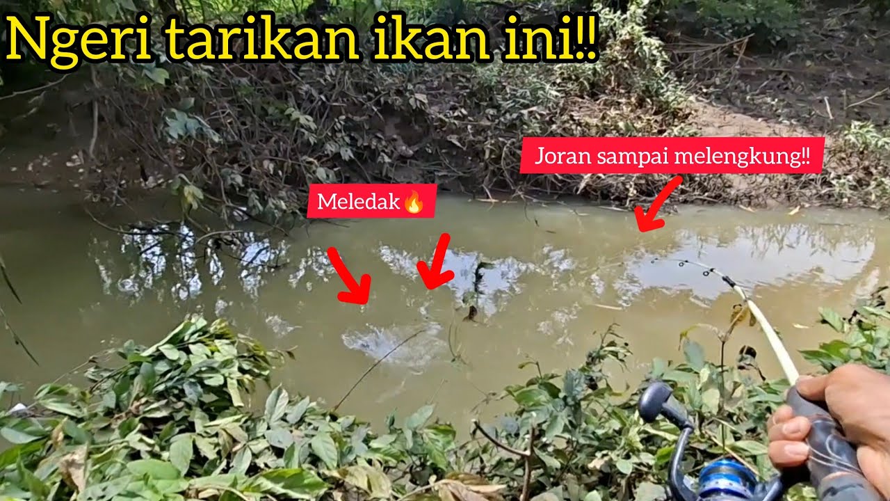 Nemu spot gacor pinggir jalan‼️Teryata sarang ikan mahal❗️