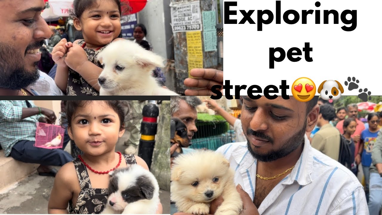 Pet street uh suthi paka polama 🐾🐶😍papa semma alapara 😂😂