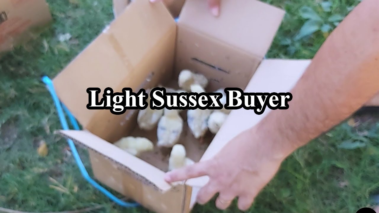 VLOG #64 | Pamilya ng OFW bumili ng sisiw (Light Sussex), mag aalaga na!!