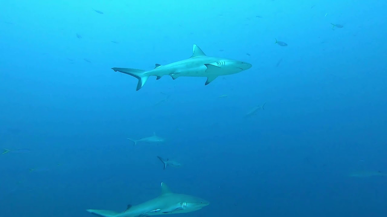 Maldive 2020
