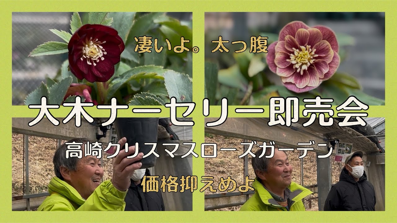 凄いよ太っ腹！大木ナーセリー即売会　高崎クリスマスローズガーデン