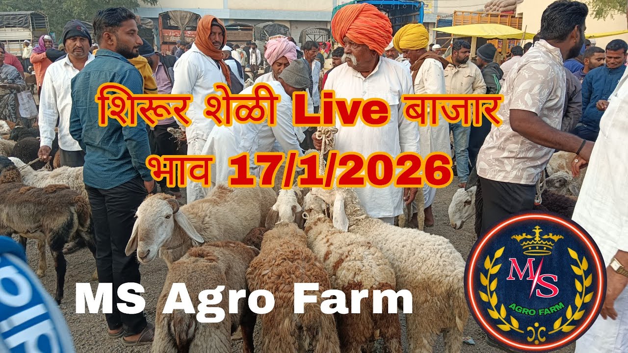 शिरूर शेळी Live बाजार भाव ताजी अपडेट #शेळीपालन #MS Agro Farm 