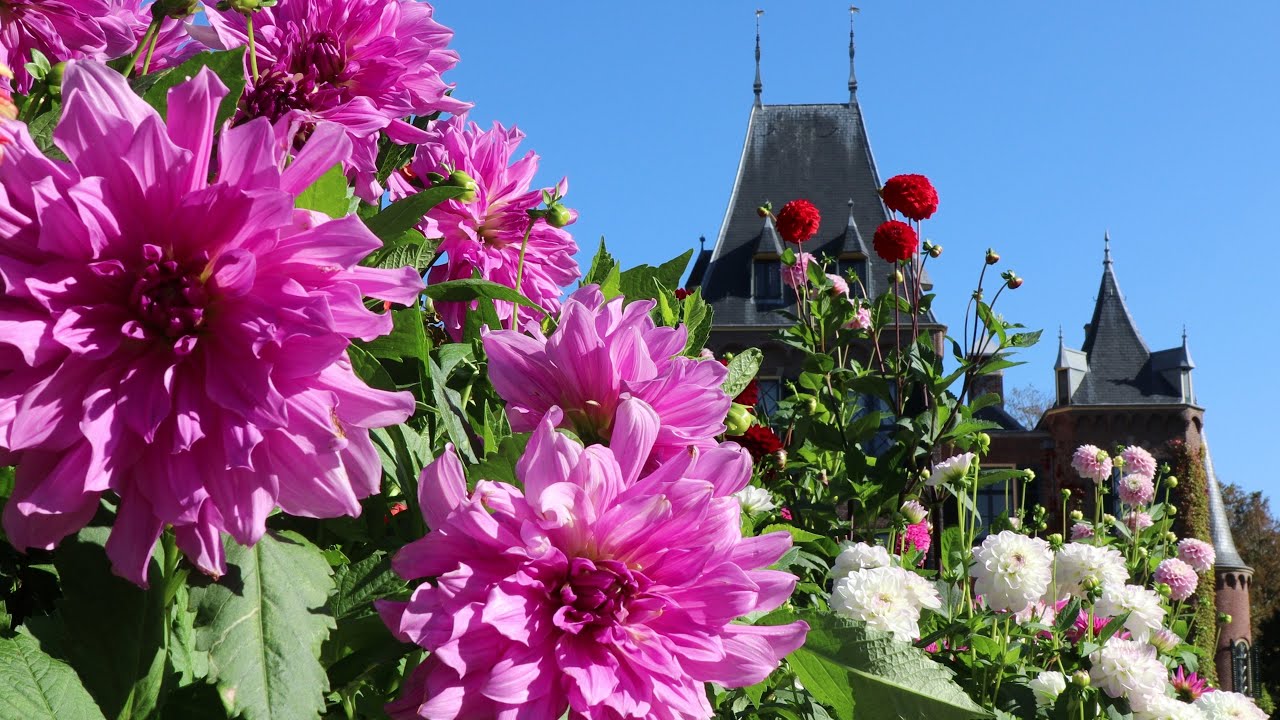 So beautiful Dahlia!