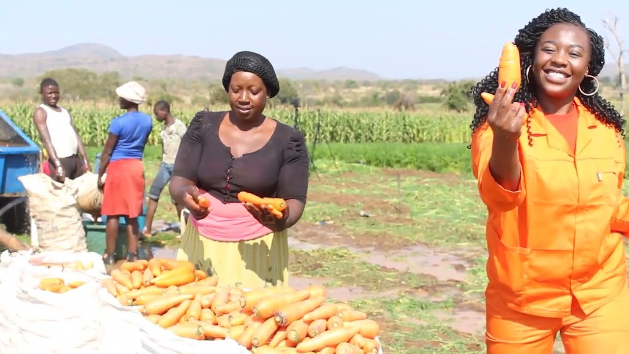 CARROTS PRODCUTION & HARVESTING IN ZIMBABWE