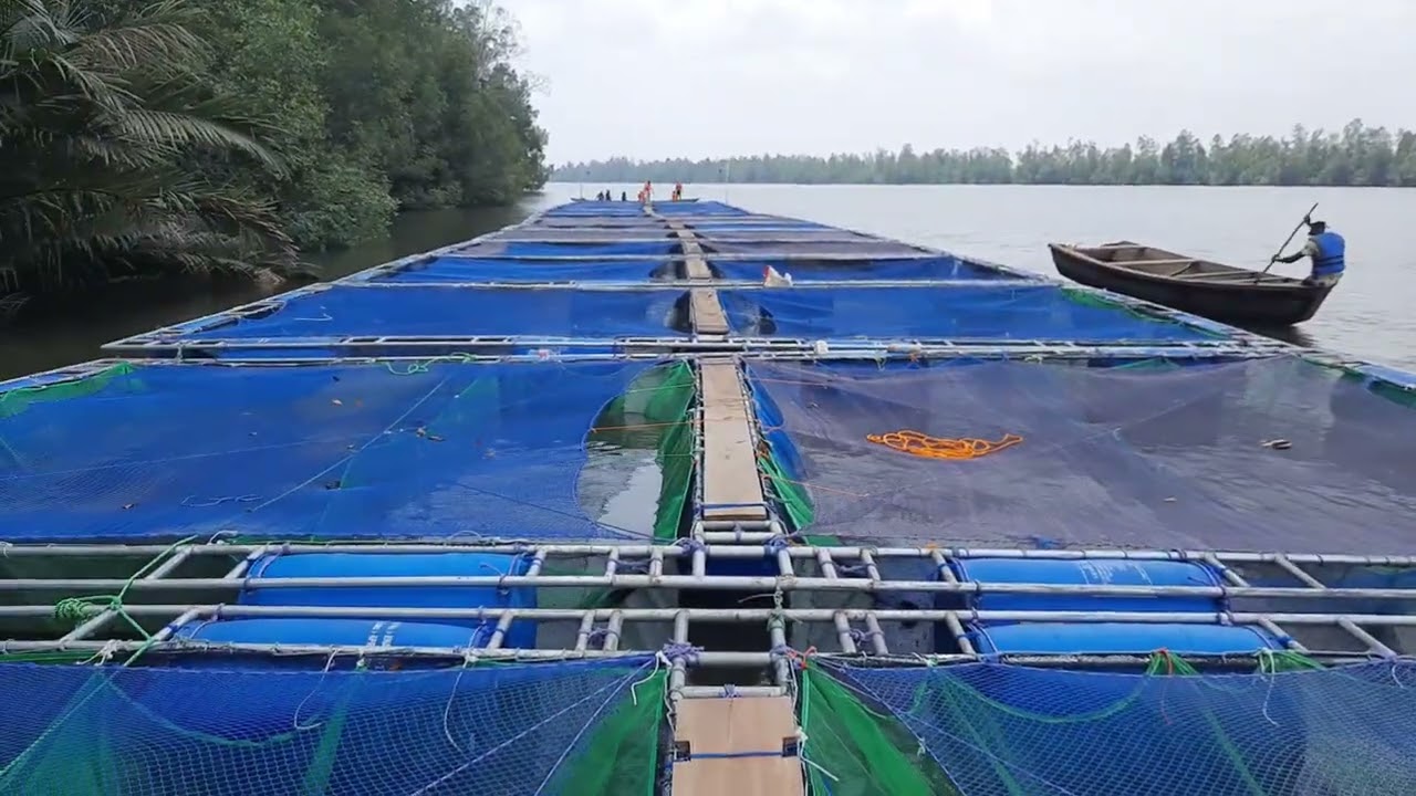 Présentation d’une cage flottante