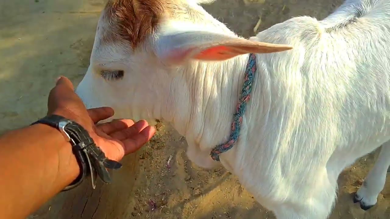 Beautiful Calf | Countryside Vibe | #calf #cows #cow #cowvideos #shortvideo #animals #animallover