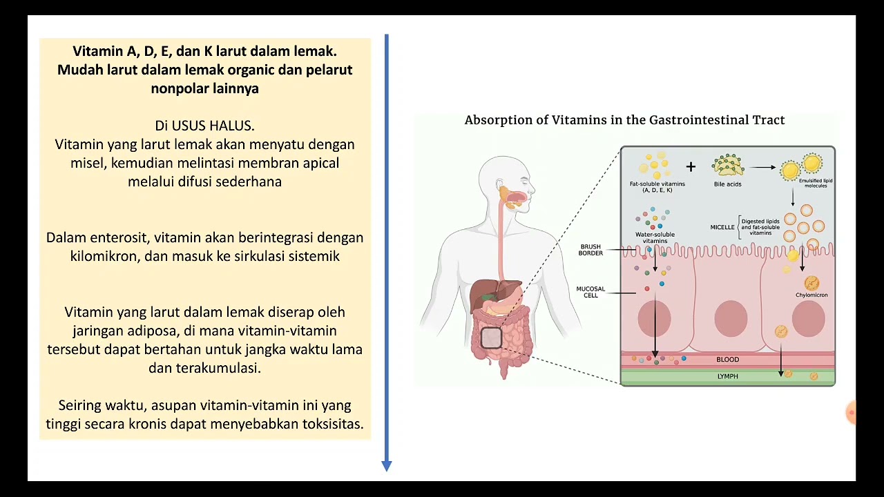 Biokimia - Vitamin 1