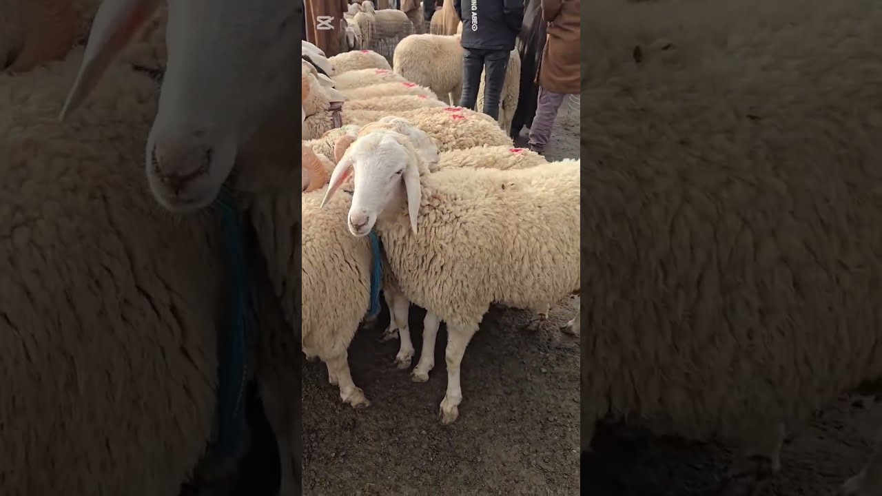 اسعار المواشي الجزائر اليوم: سوق المواشي بوعرفة البليدة 9/3/2026 سعر الماعز الخروف والنعجة مال غالي