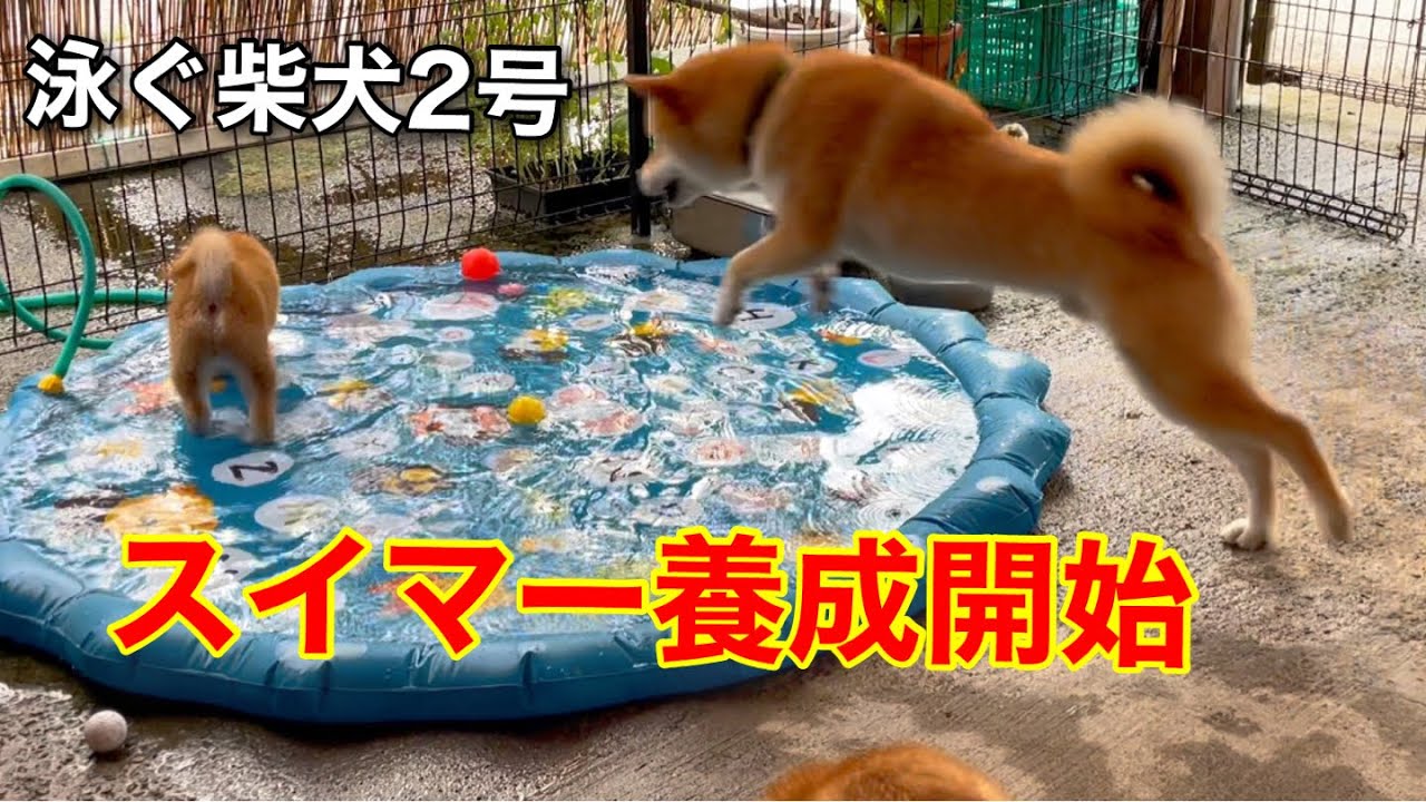 柴犬子犬向けに噴水マットを置いてみた！柴犬スイマー2号を養成開始しますw