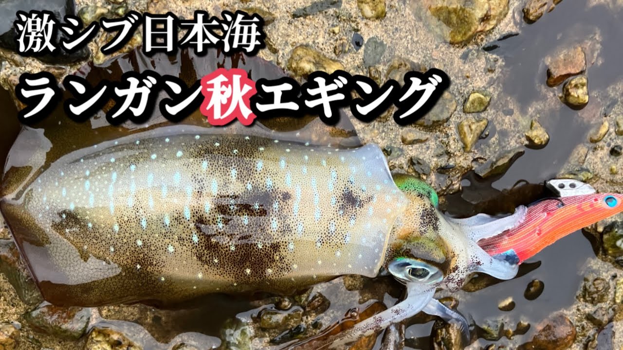 激シブの日本海でランガン秋エギング 2025年10月