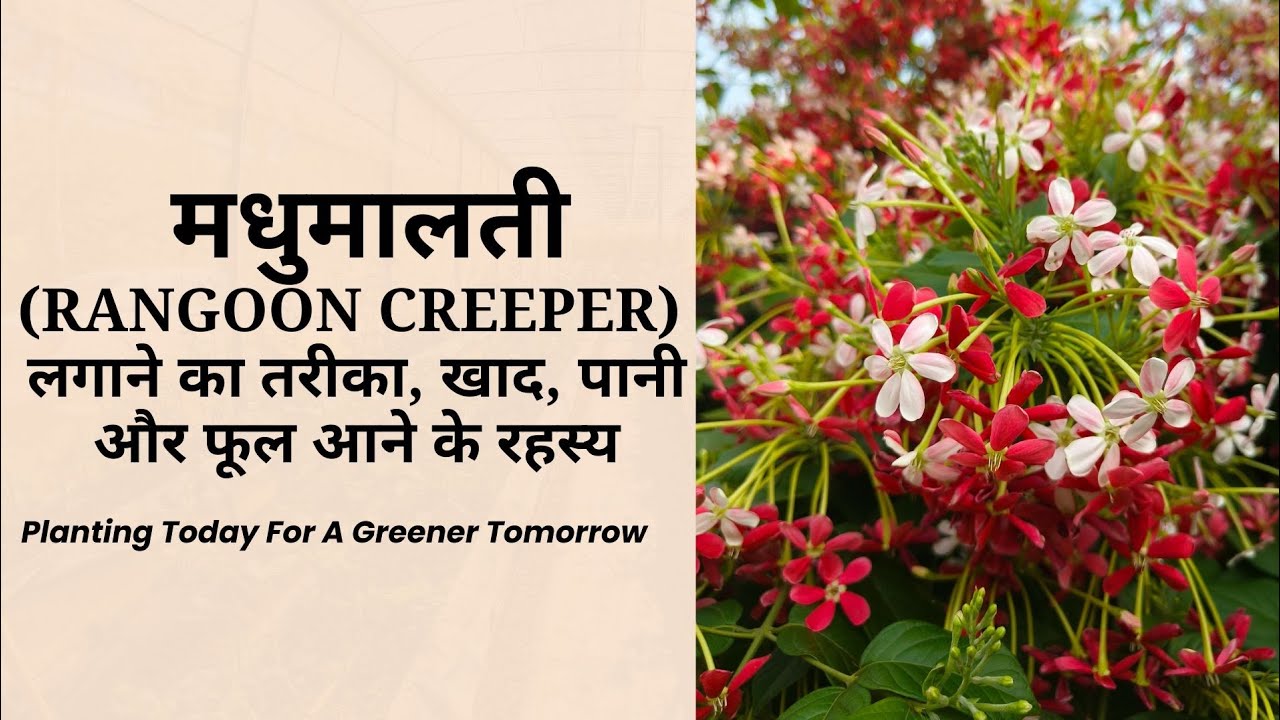  How to grow Madhumalti plant (RANGOON CREEPER) कैसे लगाएं और उसकी देखभाल | फूल आने के आसान टिप्स 