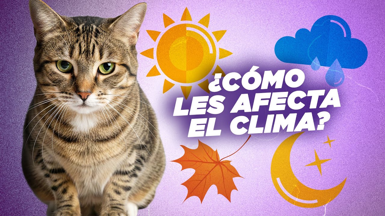 Cómo el CLIMA y la LUNA afectan al COMPORTAMIENTO de tu GATO 🌝😼🍂