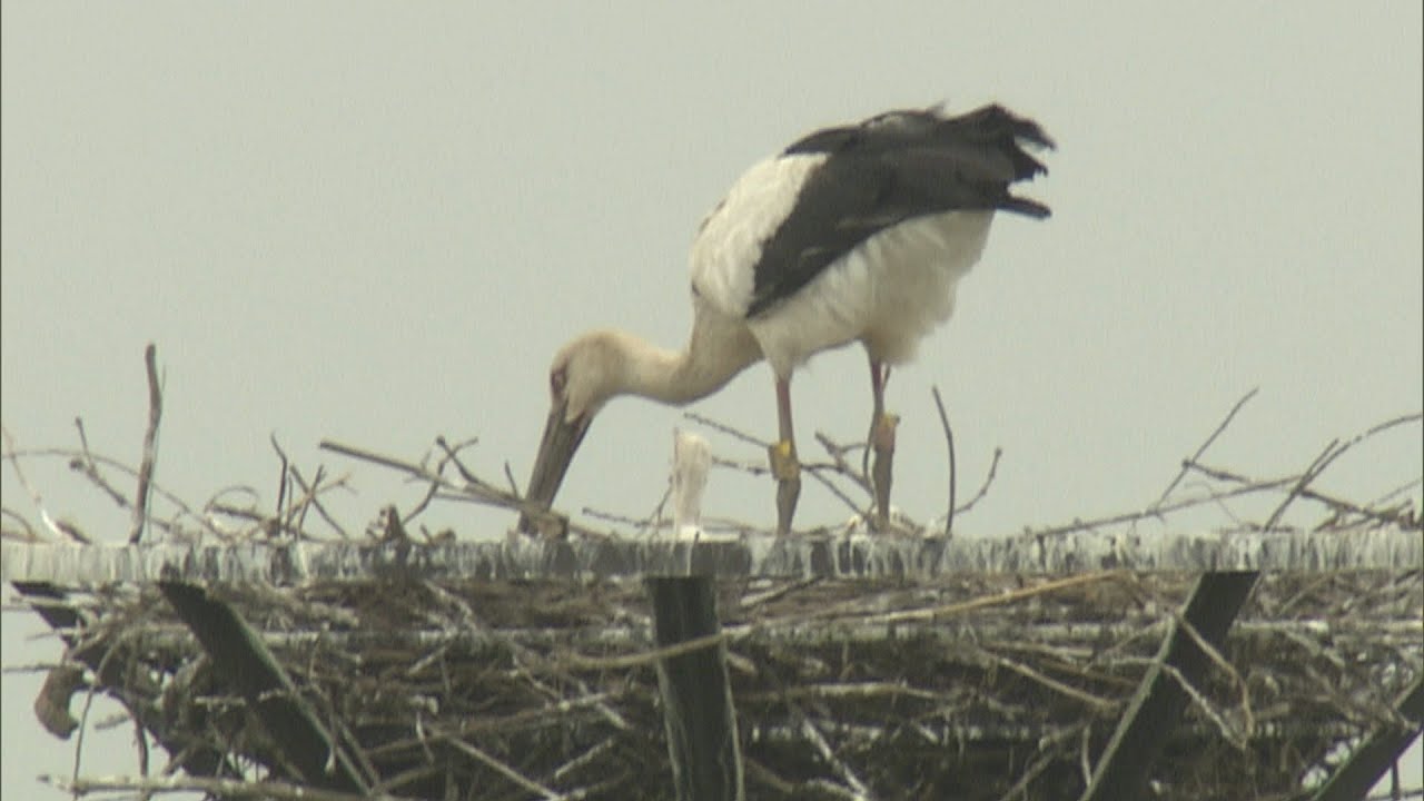 栃木でコウノトリのヒナが２羽誕生　新米ママは