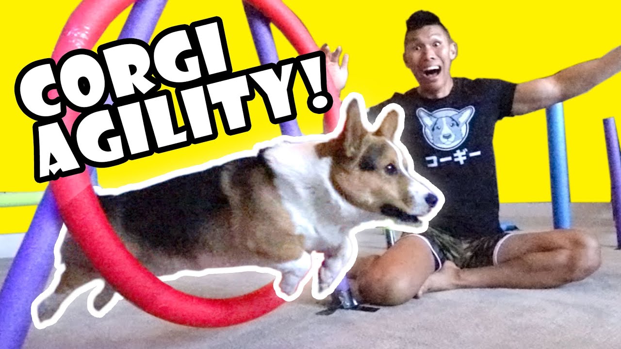 DIY Corgi Agility Course at Home! || Life After College: Ep. 643