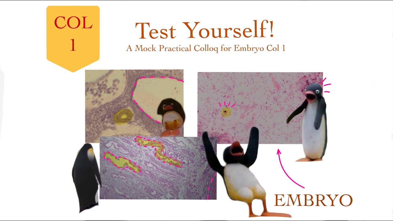 Embryology Col 1 - Test Yourself - Demo Practical Colloq