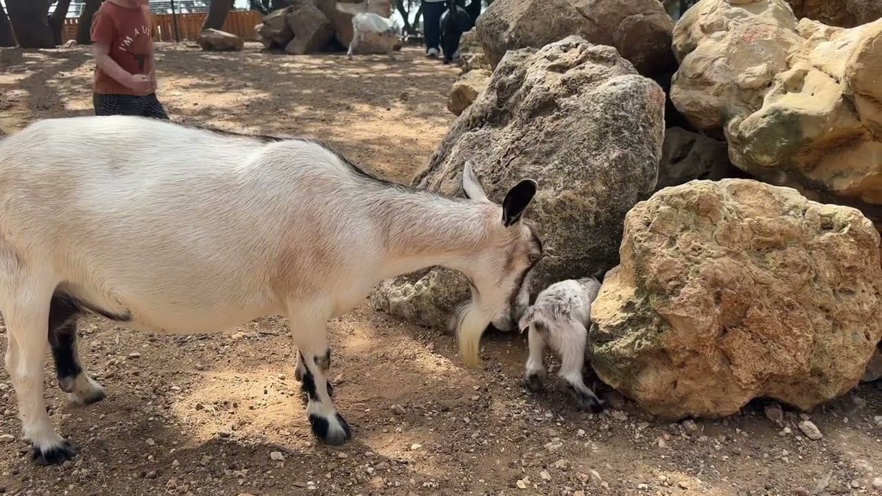 Exotic Zoo - Johnson City, Texas