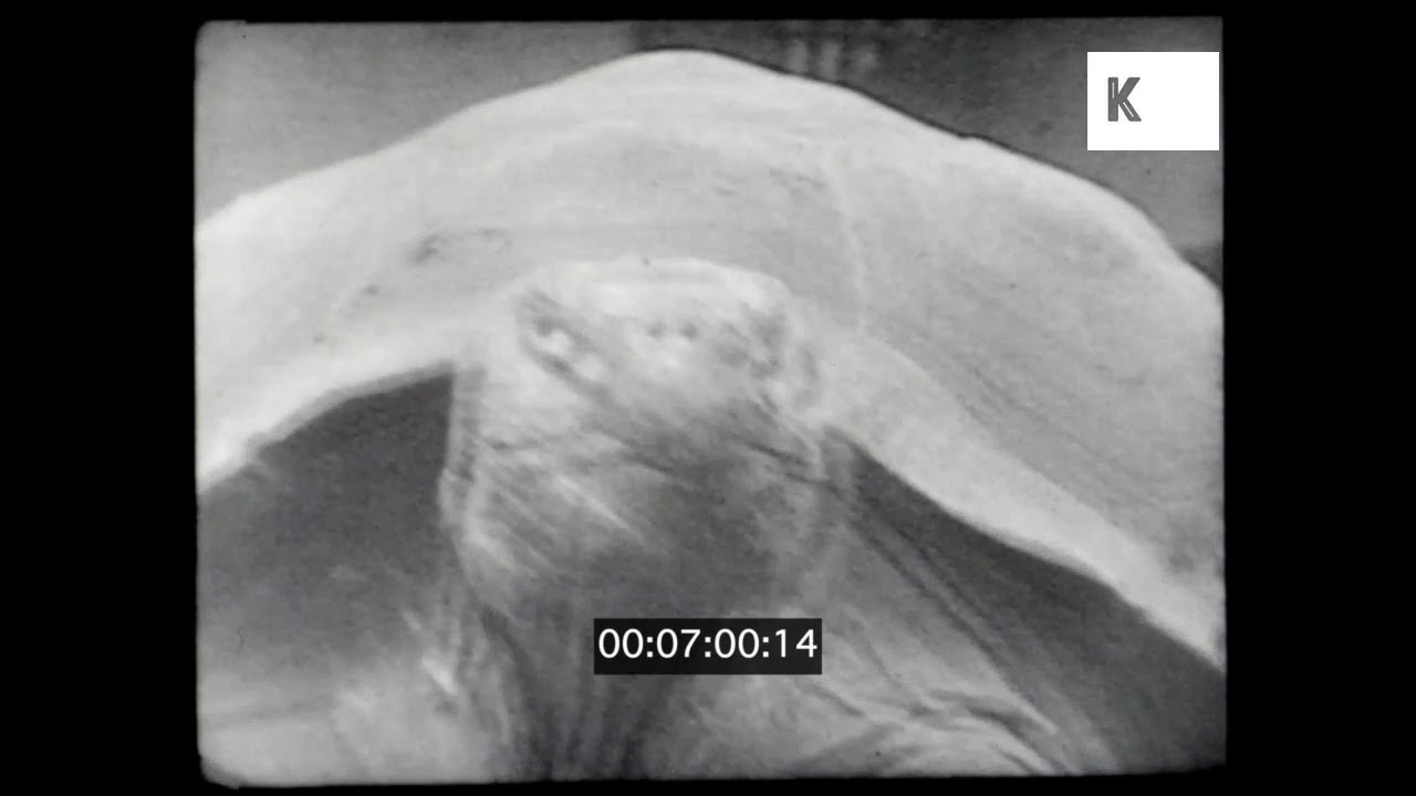 1930s, 1940s London Zoo, Home Movies, 16mm