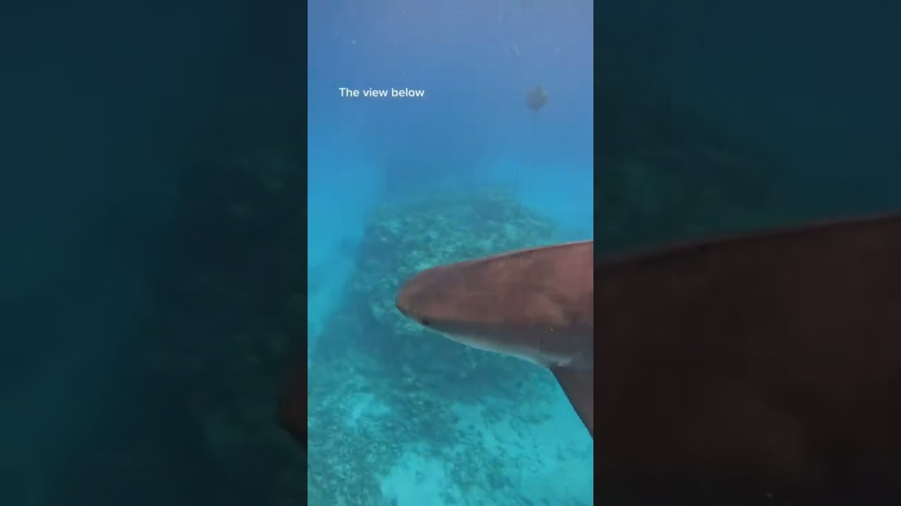 #heaven looks like this #tigershark #ocean #hawaii #diving #freedive #freediving #sharks