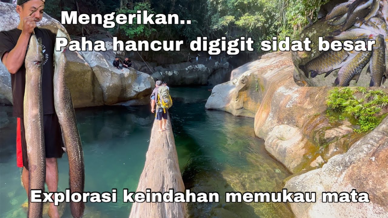 Kejadian Mengerikan!! Sungai Viral Dihuni Sidat Monster Jelajah Tempat Terindah Sungai Nyarai Sumbar