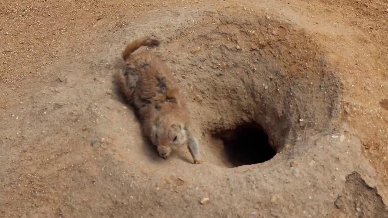 Na výletě s Leou a Tomem #2 ZOO Praha s rouškou