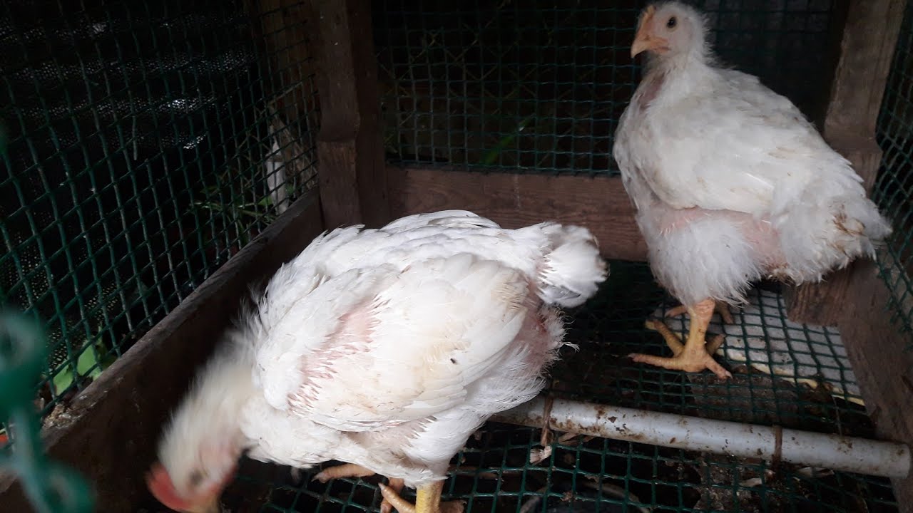 cuidando pollos de granja .cuidando pollos de granja