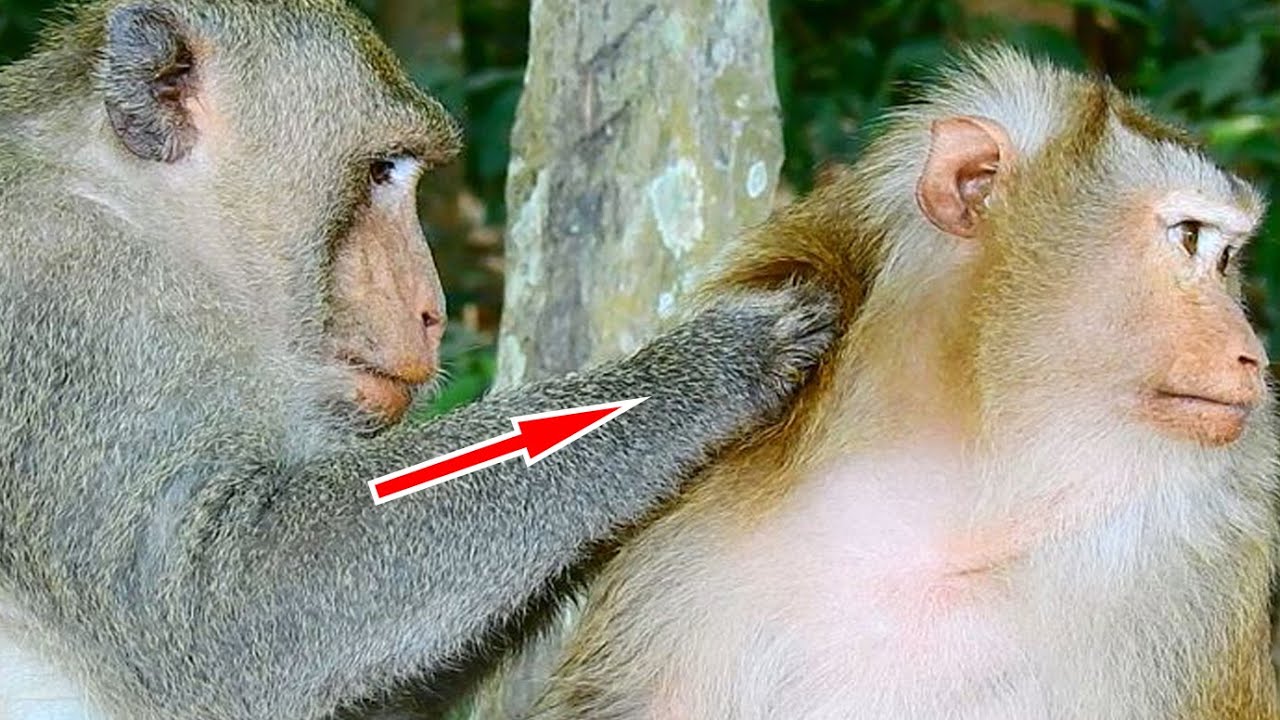 Sweet !! Big Pigtail Lady Monkey Got Warmest Grooming From King Samsoun Monkey
