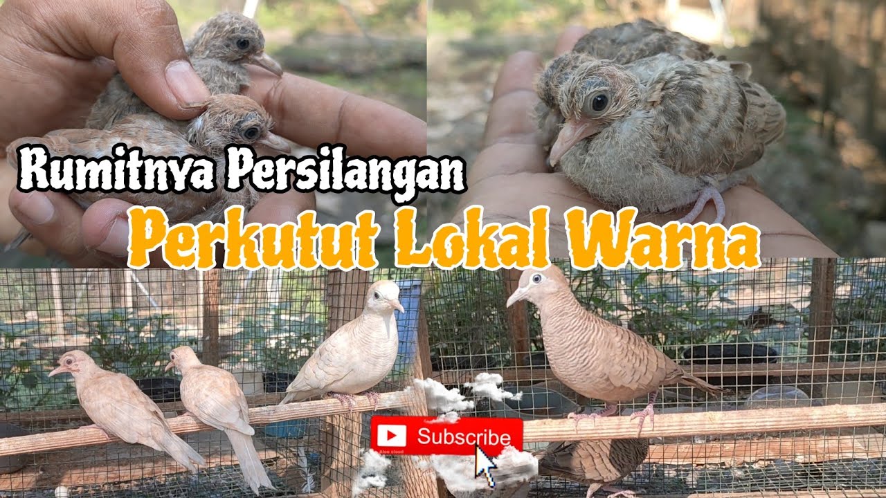 Pemula Pasti Heran Dengan Hasil Persilangan Perkutut Lokal Ini