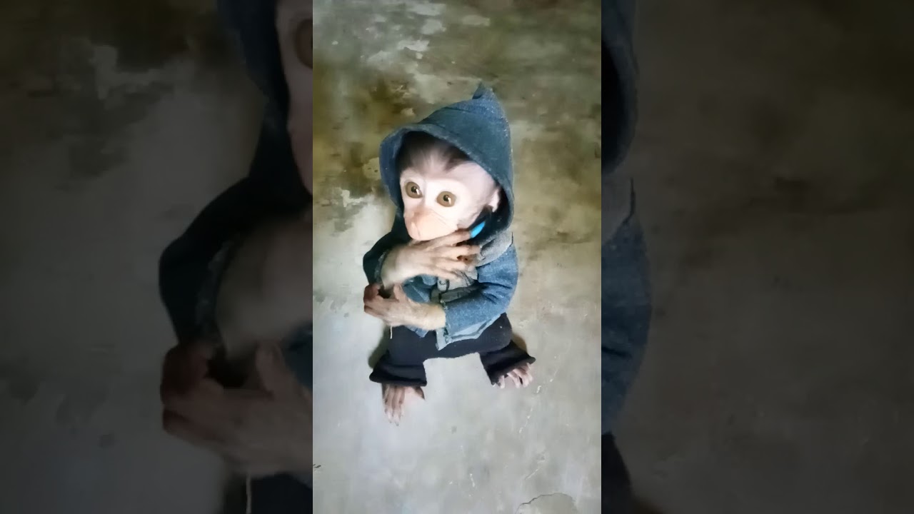Monkey walking..... Anak monyet belajar jalan