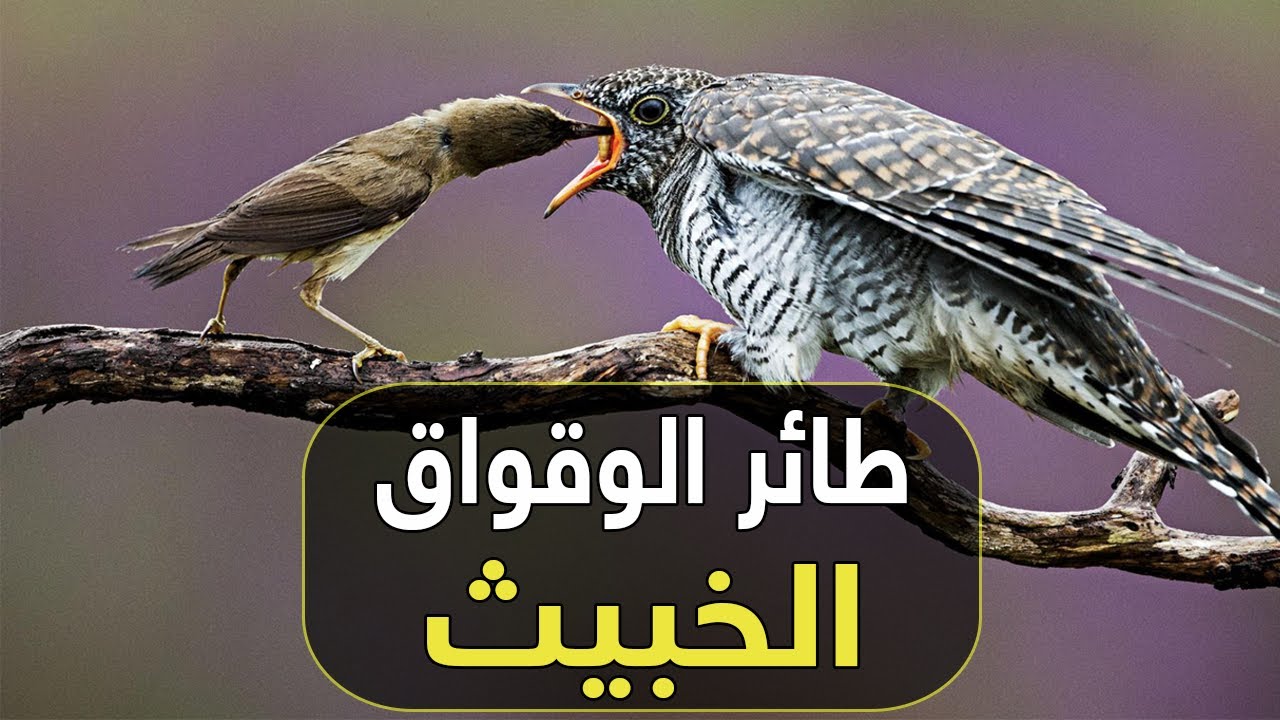 لن تصدق ماذا يفعل هذا الطائر الخبيث !! طائر الوقواق