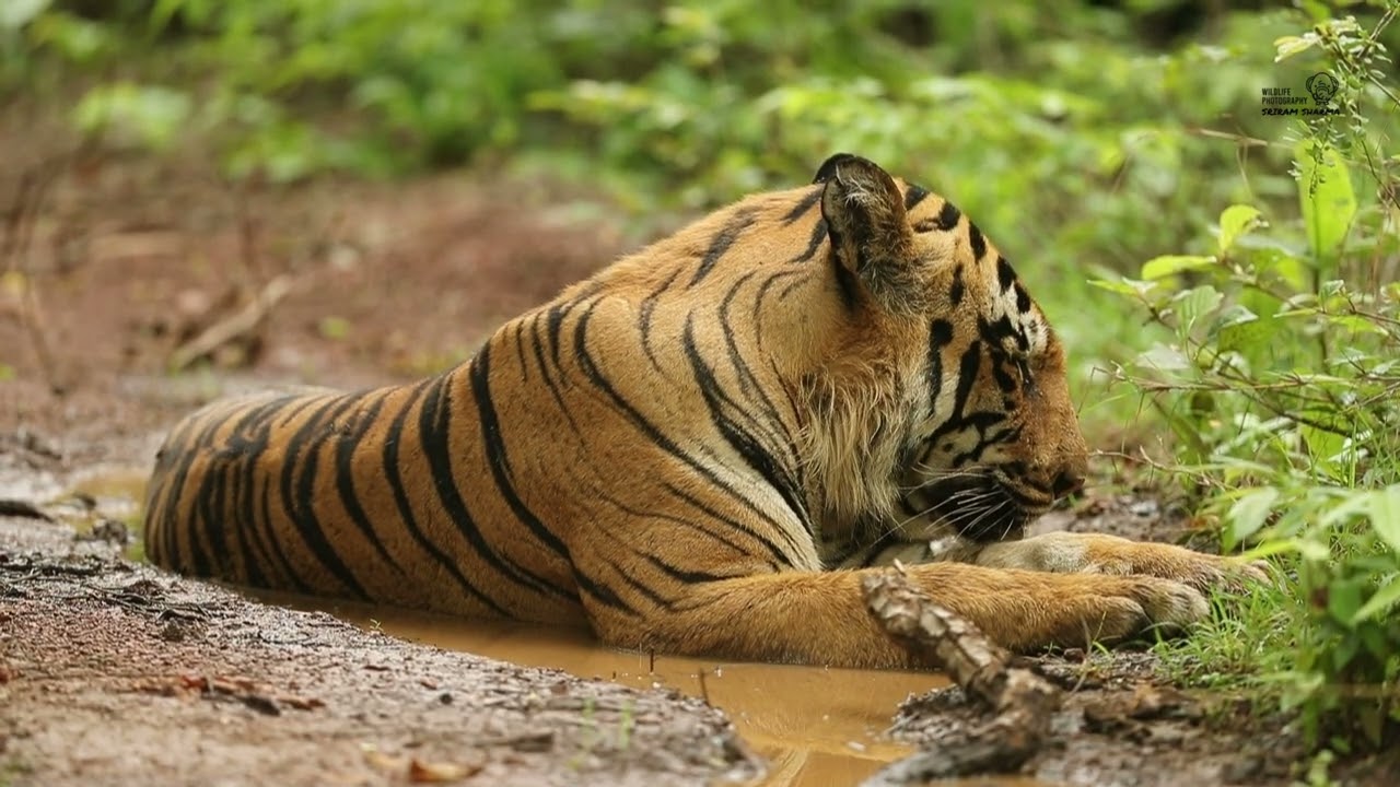 Tadoba June 2025 - Part 1