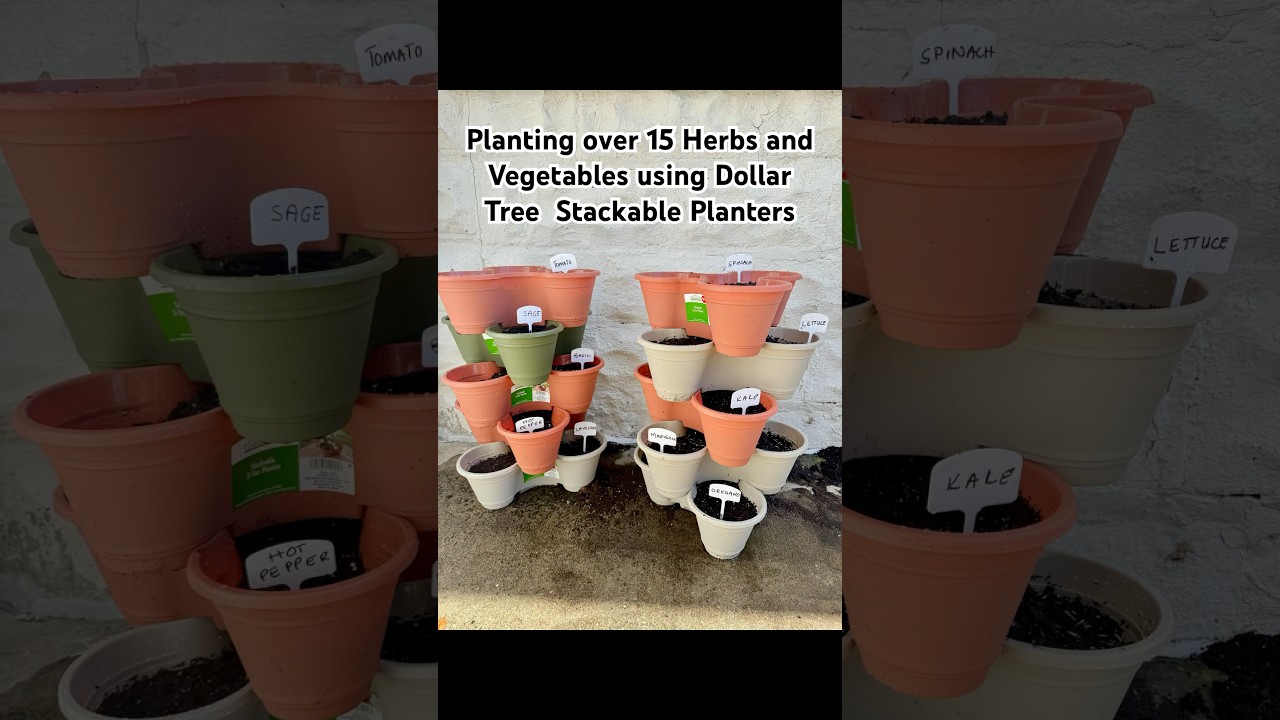 Planting over 15 herbs and vegetables on DollarTree stackable pots #planting #gardening #dollartree
