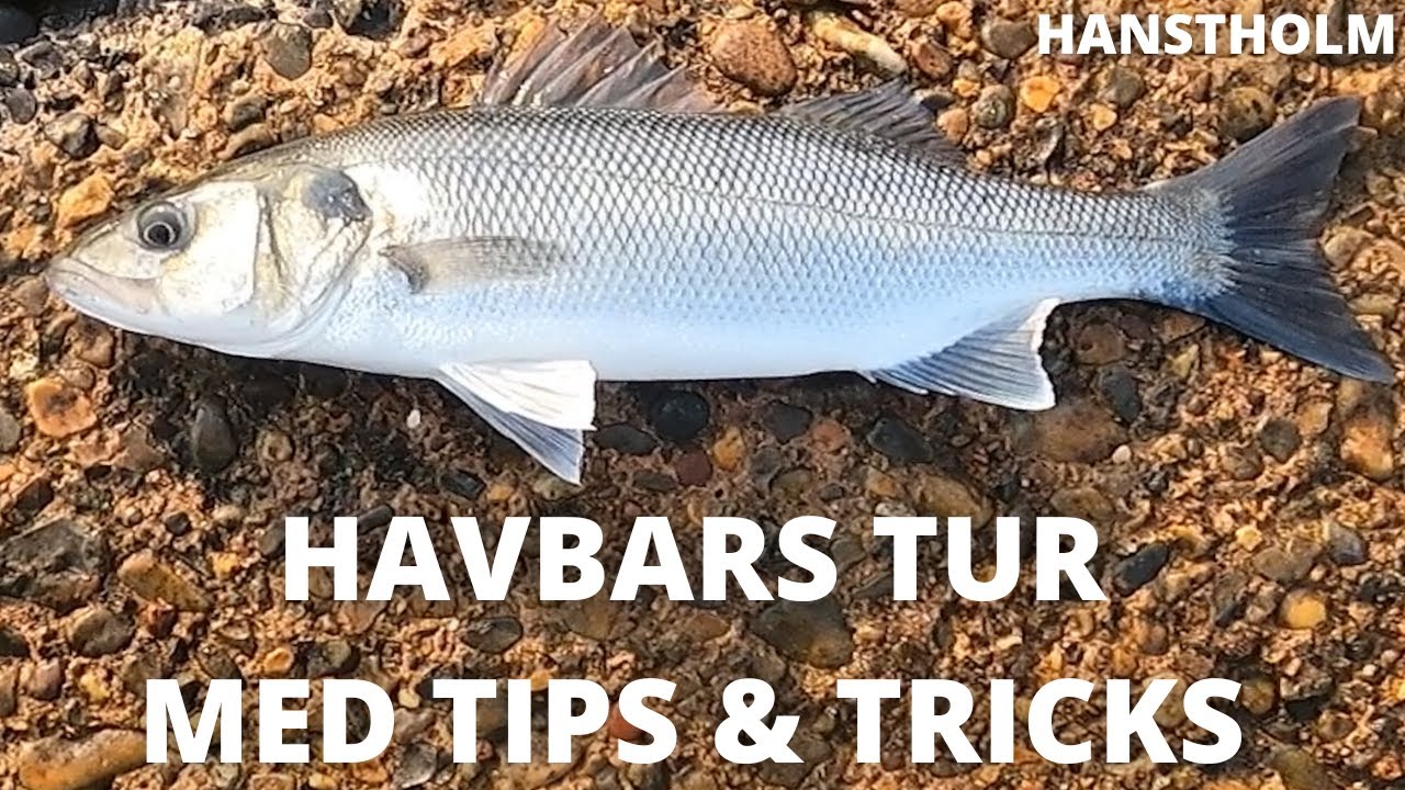 Havbars tur til Hanstholm - med Tips & Tricks